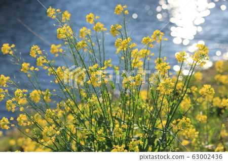 強姦開花 強姦開花 63002436