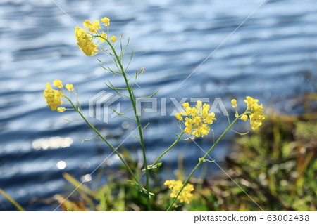 強姦開花 強姦開花 63002438
