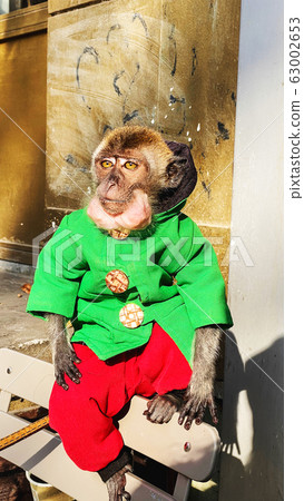 A tamed monkey sits on a bench A tamed monkey sits on a bench 63002653