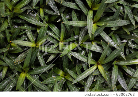 Watering fresh plant green leaf pattern 63002768
