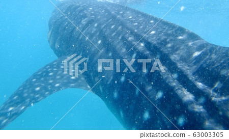 Whale shark Whale shark 63003305