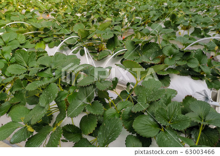Red Japanese Strawberry hydroponic technology Red Japanese Strawberry hydroponic technology 63003466