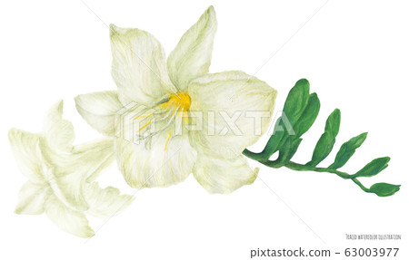 White Freesia branch with buds White Freesia branch with buds 63003977