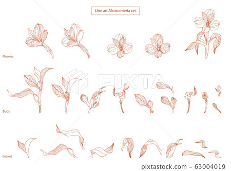 Line art high detalised alstroemeria buds and 63004019