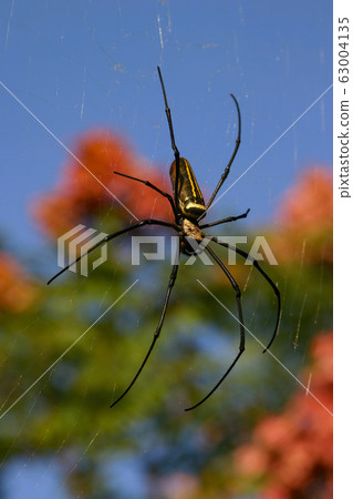 Close up shot of the Nephila spider and it's web Close up shot of the Nephila spider and it's web 63004135