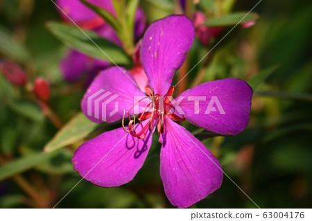 Close up shot of the beautiful Tibouchina 63004176