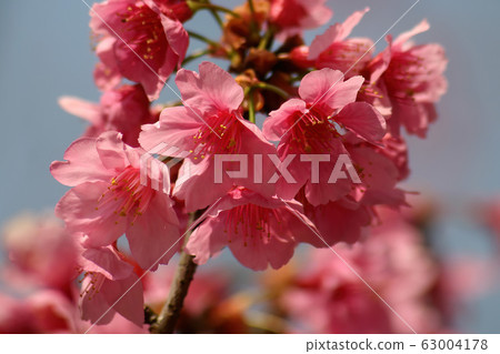 Close up shot of the beautiful cherry blossom Close up shot of the beautiful cherry blossom 63004178