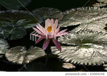 Close up shot of the beautiful Nymphaea tetragona 63004248