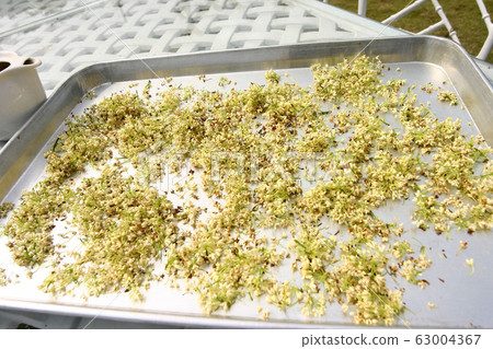 Close up shot of drying the Osmanthus fragrans in 63004367
