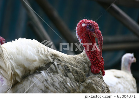 Close up shot of a wild turkey 63004371