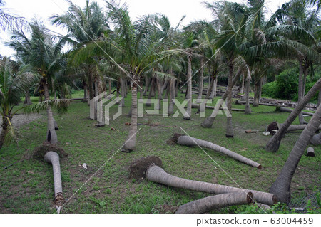 Storm damage lots of coconut trees 63004459