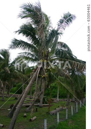 Storm damage lots of coconut trees 63004461
