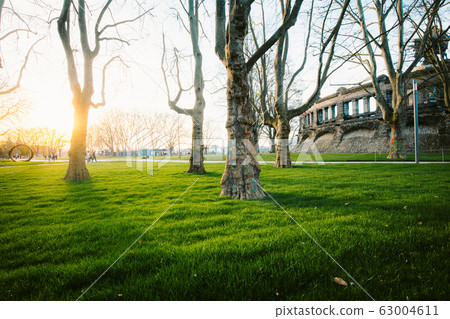 Old trees with lush green grass in city park at sunset 63004611