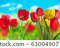 Red Tulips on the Meadow in the Springtime. 63004907