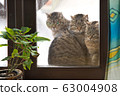 Three sisters. 63004908