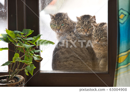 Three sisters. 63004908