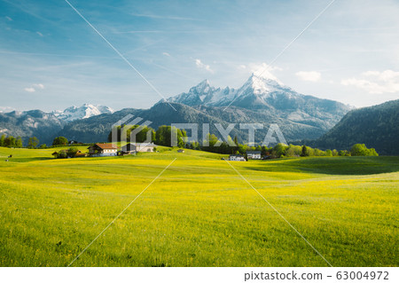 Idyllic landscape in the Alps with blooming meadows in springtime 63004972