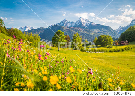 Idyllic mountain scenery in the Alps with blooming meadows at sunset 63004975