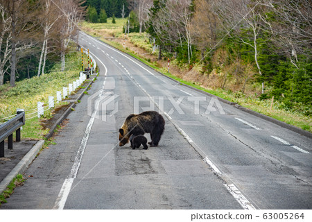 Haunted bears Wild mother brown bear walks on highway with cubs Shiretoko National Park Hokkaido 63005264