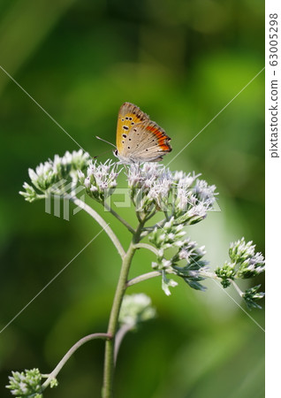 Lycaena phlaeas 63005298