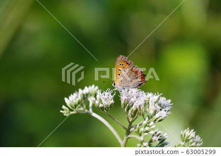 Lycaena phlaeas Lycaena phlaeas 63005299
