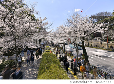 Tokyo cityscape in Japan: view of cherry blossoms and Yasukuni Shrine (Otorii) = April 3, 2019 Tokyo cityscape in Japan: view of cherry blossoms and Yasukuni Shrine (Otorii) = April 3, 2019 63005457