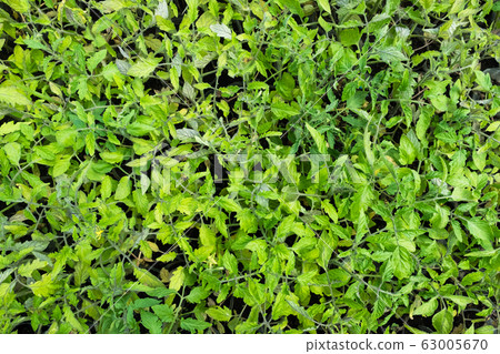 Top view to tomato seedling in tray for sprout  63005670