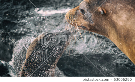 Galapagos Sea Lion cub playful playing in sand lying on beach Galapagos Islands 63006290