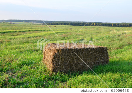 Pressed straw briquettes of harvest on a field. Pressed straw briquettes of harvest on a field. 63006428