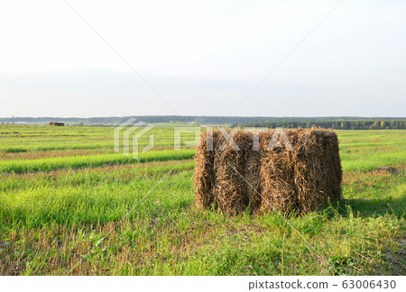 Pressed straw briquettes of harvest on a field. Pressed straw briquettes of harvest on a field. 63006430