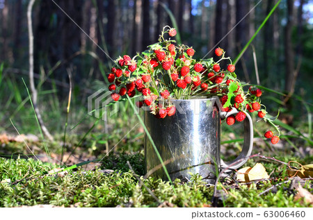 Bouquet of fresh wild strawberries on a background of green leaves and trees in the forest Bouquet of fresh wild strawberries on a background of green leaves and trees in the forest 63006460