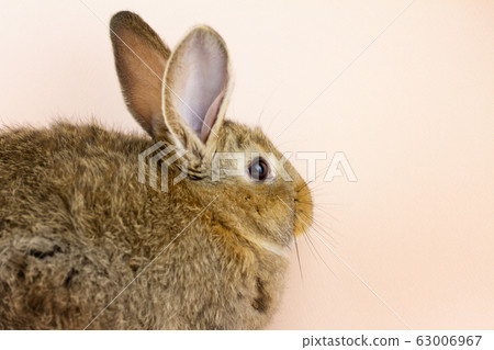 Rabbit on a beige background. Easter grey hare on 63006967