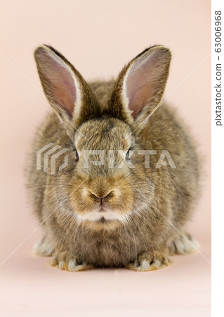 Rabbit on a beige background. Easter grey hare on Rabbit on a beige background. Easter grey hare on 63006968
