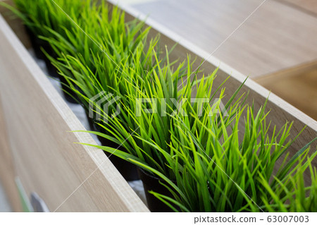 young Green grass sprouts in pots in the 63007003