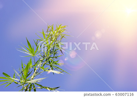 cannabis bushes against a blue sky with a place cannabis bushes against a blue sky with a place 63007116