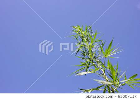 cannabis bushes against a blue sky with a place cannabis bushes against a blue sky with a place 63007117