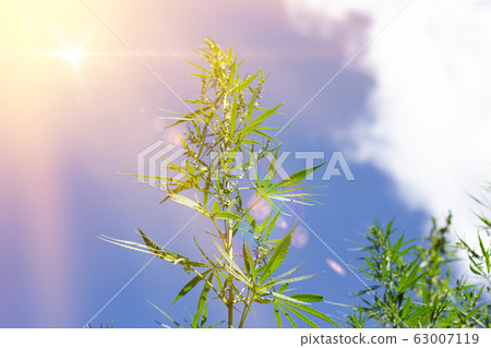 cannabis bushes against a blue sky with a place cannabis bushes against a blue sky with a place 63007119