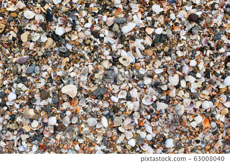 Photo of sea shells background 63008040