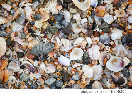 Photo of sea shells background 63008041