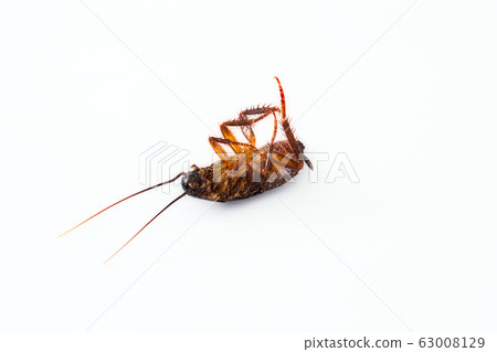 Closeup of a dead cockroach isolated against a Closeup of a dead cockroach isolated against a 63008129