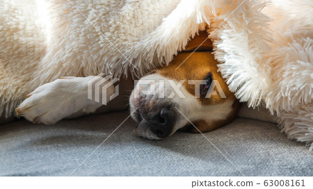 Funny beagle dog sleeps on a sofa under blanket. Funny beagle dog sleeps on a sofa under blanket. 63008161