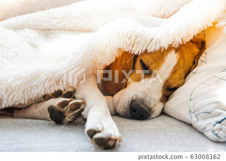 Funny beagle dog sleeps on a sofa under blanket. 63008162