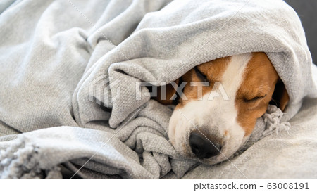 Dog on a sofa under the blanket after bath drying 63008191