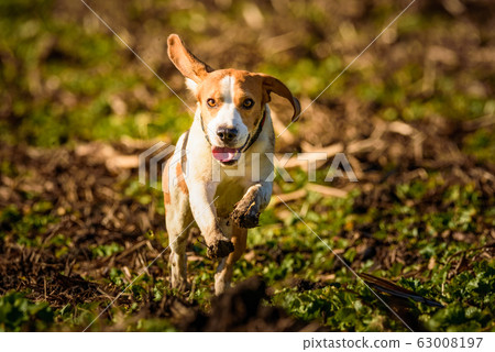 do beagles run fast
