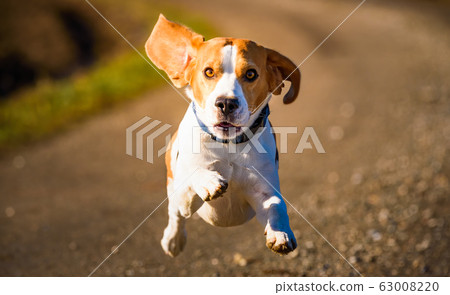 do beagles run fast