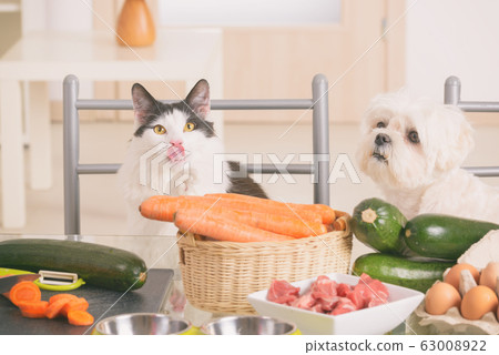 Small dog and cat observe the preparation of Small dog and cat observe the preparation of 63008922