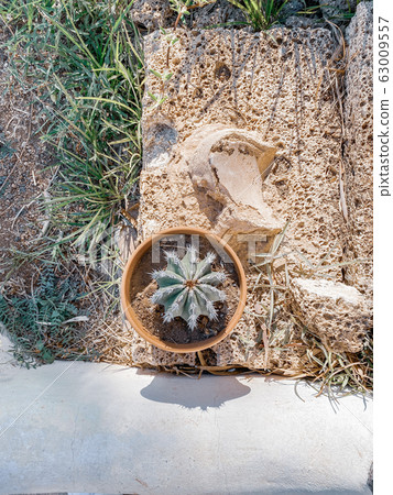 Cactus plant in the flowerpot Cactus plant in the flowerpot 63009557