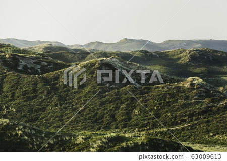 Sylt dunes covered with moss and grass. Summer Sylt dunes covered with moss and grass. Summer 63009613