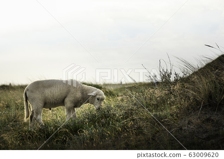 Lamb grazing in morning light on Sylt island 63009620