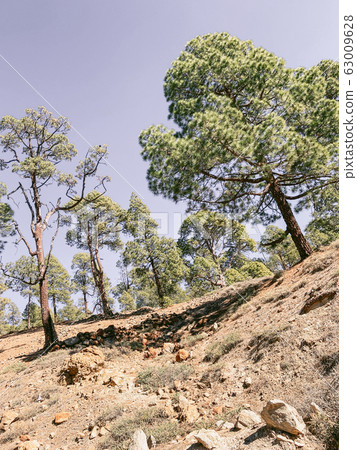 Pine forest on the volcanic land Pine forest on the volcanic land 63009628